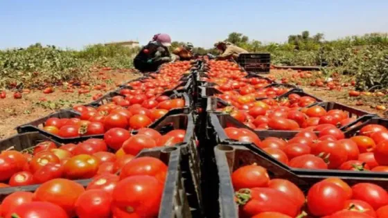 الزراعة تسمح برفع كمية البندورة المسموح بتصديرها