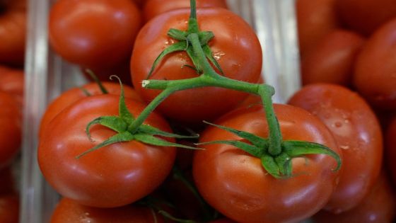 وزير الزراعة: الأسواق ستشهد وفرة في إنتاج البندورة خلال الأيام المقبلة