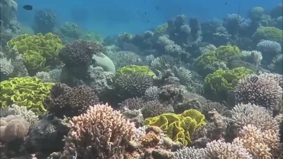 المرجان في العقبه .. ثروة وطنيه
