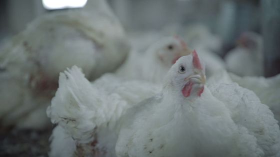الزراعة: السقوف السعرية تمنع رفع أسعار الدجاج برمضان