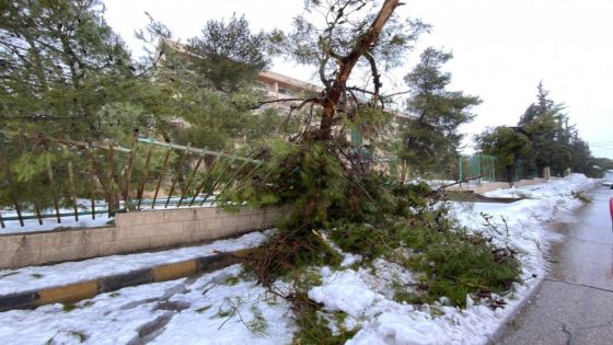جمع نحو 130 طنا من الحطب بعد سقوط أشجار في عمّان بسبب الثلوج
