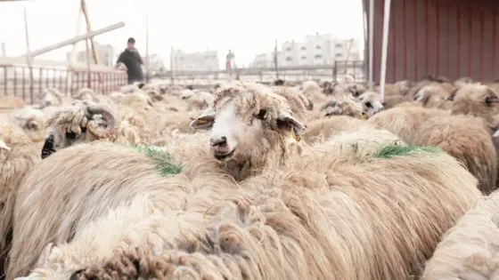 أمانة عمّان تبدأ الخميس استقبال طلبات بيع وذبح الأضاحي إلكترونيًا حتى 21 أيار