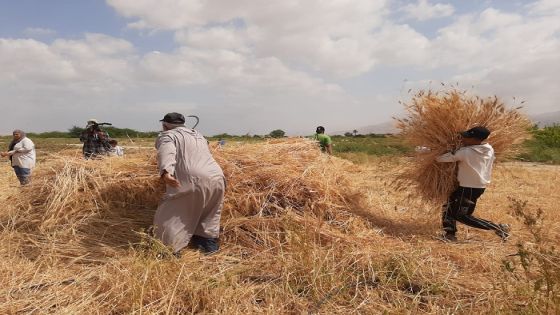 قمح البركة يحصد أراضيه في غور المزرعة