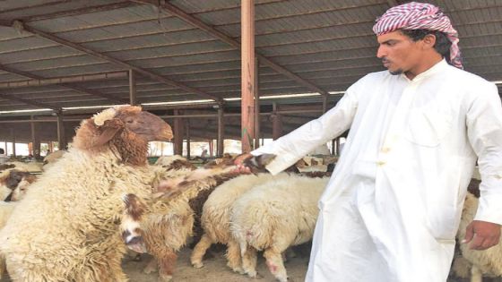 صفقات لتصدير أعداد كبيرة من الأضاحي الأردنية لقطر