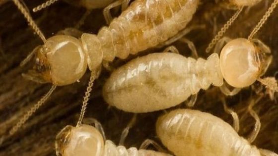 حملة لمكافحة النمل الأبيض في العاصمة واربد