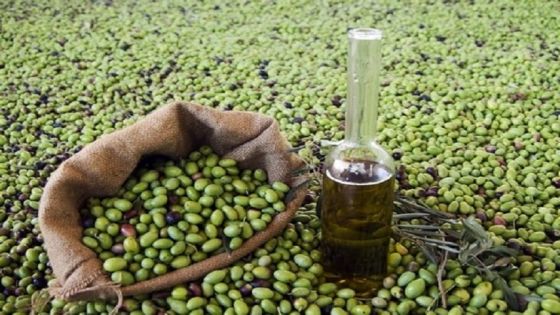 الزراعة توضح شروط استيراد زيت الزيتون للأردن