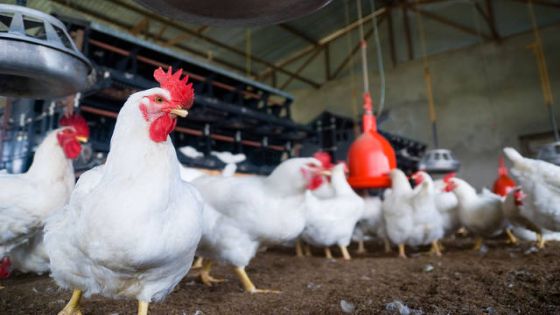 حماية المستهلك تطالب بوضع سقوف سعرية للدجاج