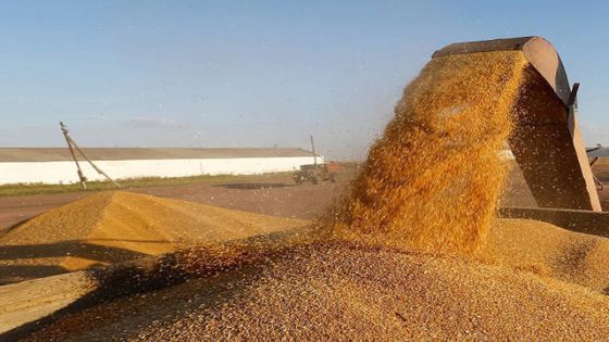 الصناعة والتجارة : مخزون الأردن من القمح والشعير آمن