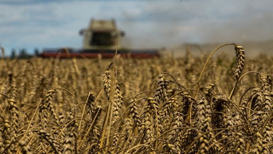الحكومة تطرح عطاءين لشراء 440 ألف طن من مادتي القمح والشعير
