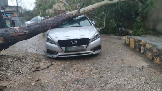إزالة شجرة سقطت على مركبة في إربد
