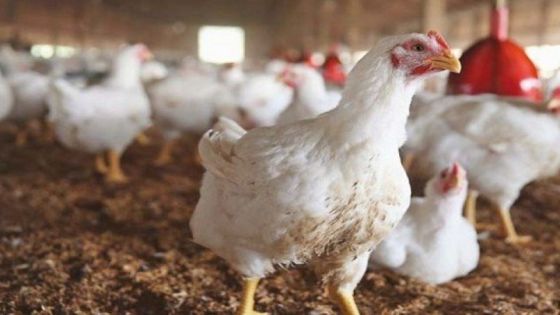 تفسير انخفاض أسعار الدجاج في السوق الأردني
