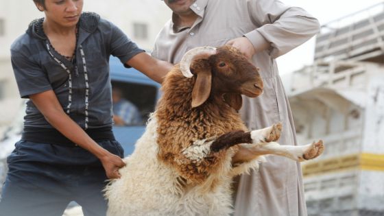 Agriculture calls for the purchase of municipal sheep during Eid al-Adha