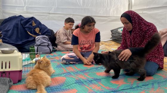 3 قطط تمنح أطفال غزة نفحة من السعادة