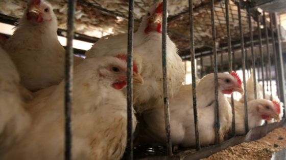 بيان حكومي مشترك يبرر ارتفاع أسعار الدجاج في الأسواق