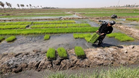 العراق يستأنف زراعة الأرز بعد حظر لعامين بسبب ندرة المياه