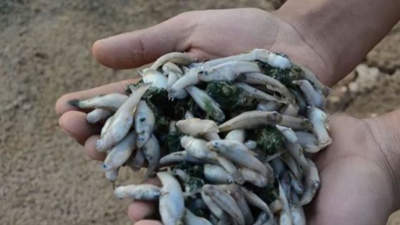 البيئة: أسماك سد الوالة ضمن أخطر 10 أنواع بالعالم