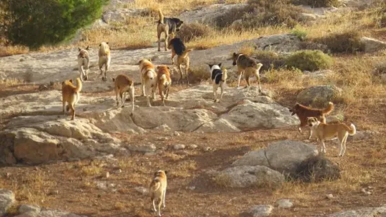 المحسيري تسأل رئيس الوزراء عن فوائد اتفاقيات الكلاب الضالة