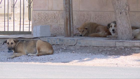 الصحة : تسجيل 5605 حالات عقر منذ بداية العام الحالي غالبيتها من الكلاب