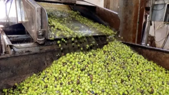 مديرية زراعة جرش ترجح انخفاض إنتاج الزيتون داخل المحافظة بنسبة 90%