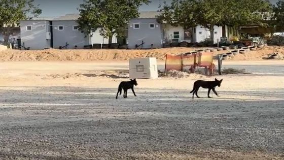 آلاف الكلاب من مصر تحاصر المستوطنين الإسرائيليين على الحدود