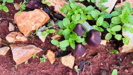 عجلون: الأعشاب البرية مورد غذائي ومصدر دخل للأسر