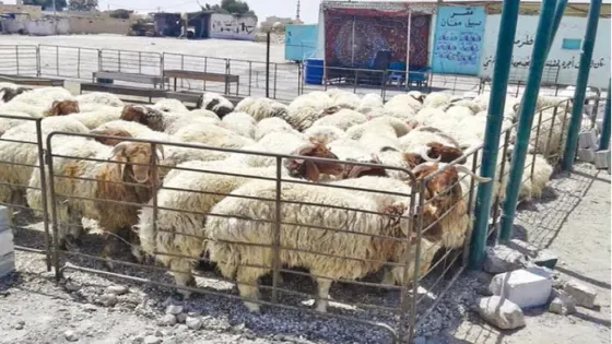 شكاوى من انتشار حظائر الأغنام داخل الأحياء السكنية في المفرق