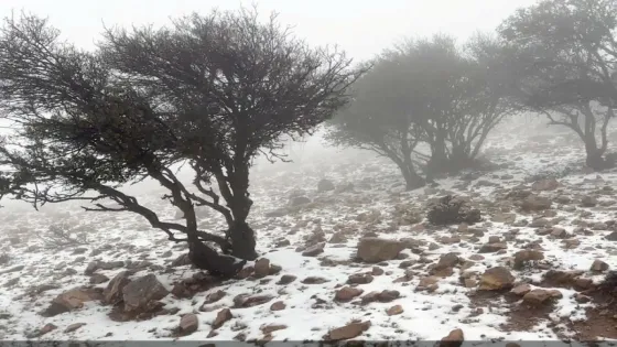 أمطار غزيرة وثلوج جنوباً.. وآمال بانتعاش الموسم الزراعي