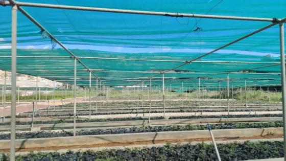 مشتل فيصل يعتمد تقنيات لرفع الإنتاج إلى 800 ألف شتلة سنويا