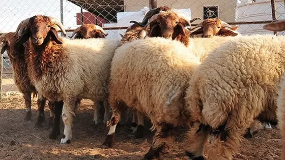 إقبال ملحوظ على أسواق الأضاحي في عمّان بأول أيام العيد