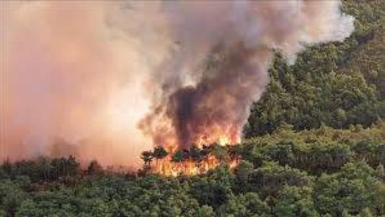 حريق يلتهم غابات إيرانية مدرجة على قائمة التراث العالمي لليونسكو