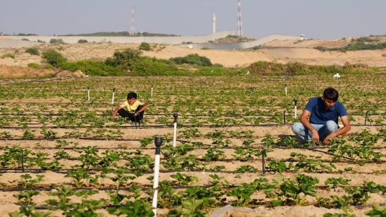 الفاو: الحرب الإسرائيلية على غزة دمرت 75% من الزراعة ومياه الري