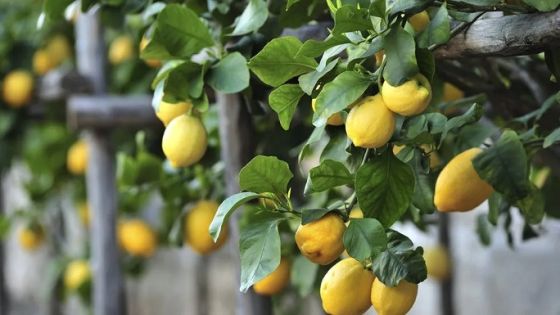 مصدري الخضار تكشف سبب ارتفاع سعر الليمون