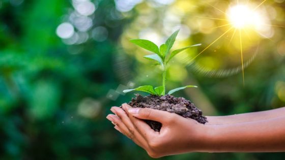 Earth Day In the hands of trees growing seedlings. Bokeh green Background Female hand holding tree on nature field grass Forest conservation concept