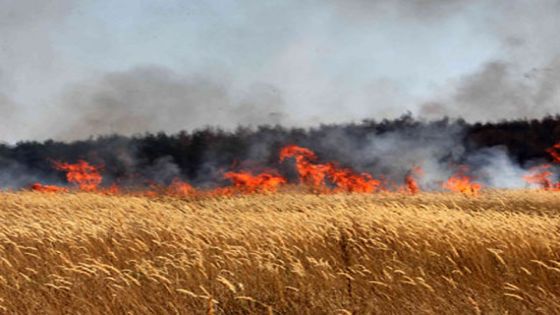 حريق يلتهم مساحات واسعة مزروعة بالقمح جنوب مدينة إربد