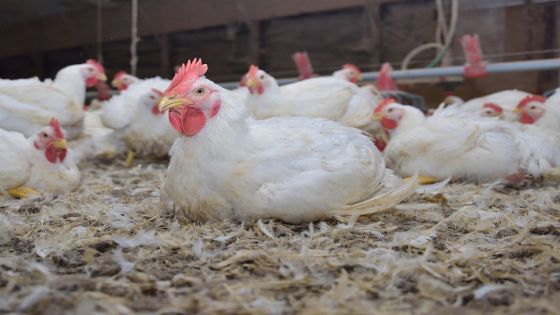 Mississippi’s poultry industry was valued at an estimated $2.8 billion in 2019. (Photo by MSU Extension Service/Kevin Hudson) Alt text – A white chicken sits in front of a flock of chickens in a poultry house.