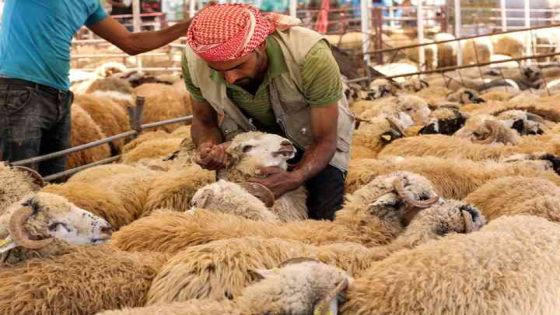 أمانة عمّان تحدد مواقع حظائر بيع الأضاحي وتستقبل الطلبات إلكترونيا
