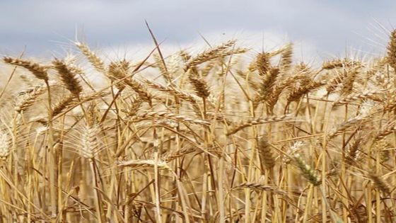 مجلس الوزراء يوافق على رفع سعر شراء القمح والشعير ٥٠ دينارا