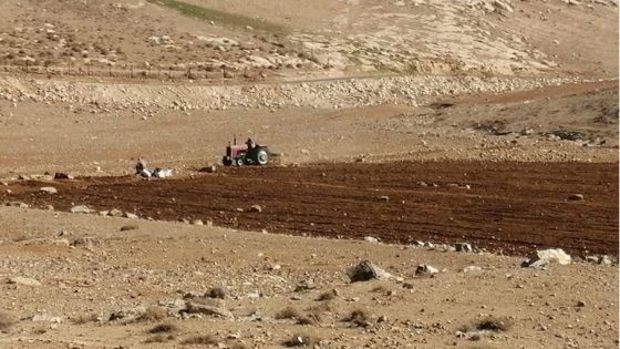 الكرك: الأمطار تنقذ موسم القمح والشعير