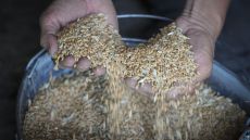 Farmer Serhiy shows his grains in his barn in the village of Ptyche in eastern Donetsk region, Ukraine, Sunday, June 12, 2022. Serhiy claims he cannot sell his grains because nobody wants to come to the area which has been suffering from the Russian shelling. Ukraine is one of the world’s largest exporters of wheat and corn but Russia's invasion and a blockade of its ports have halted much of that flow. (AP Photo/Efrem Lukatsky)