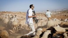 مستوطنون يسرقون 150 رأس غنم في المغير شرق رام الله