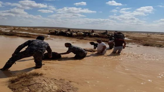 انقاذ 45 رأس من الأغنام على الطريق الصحراوي