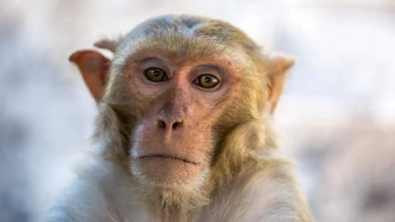 الصحة العالمية تحذر من انتشار غير مألوف لجدري القرود