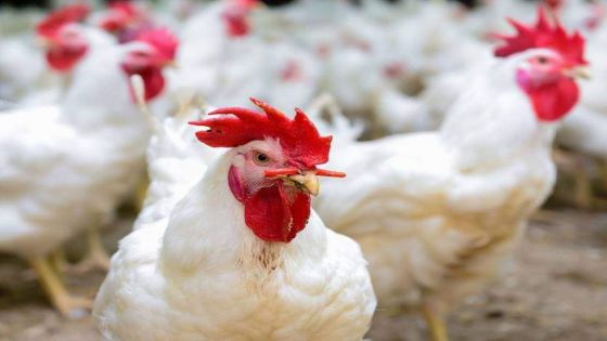 اتحاد المزارعين: مقاطعة الدجاج أكبر خطأ ارتكبه المواطن