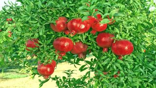 تمديد دوام مهرجان الرمان ساعة إضافية في إربد