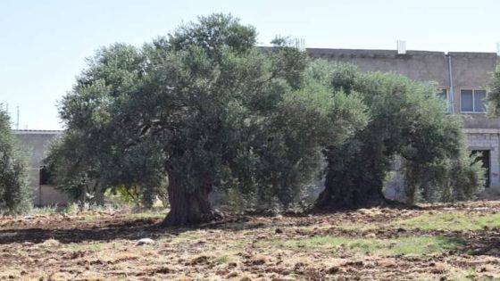 الزحف العمراني يهدد كروم الزيتون المعمر في عجلون