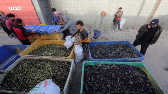 غزيون يستغلون الهدنة لقطف ثمار الزيتون وعصرها