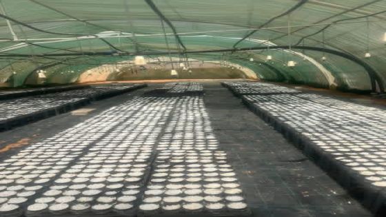 جمعية سيدات قرى حوض الديسة… حارسات التراث والبيئة في وادي رم