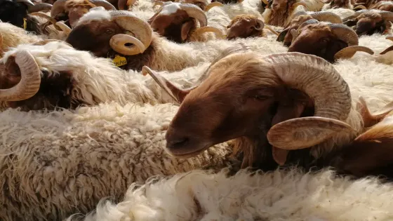 مطالب نيابية بتأجيل الترقيم الإلكتروني للمواشي 3 أشهر