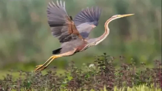 10 ملايين طائر مهاجر يعبرون سماء الأردن سنويا