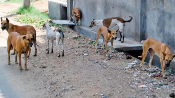 100 ألف كلب ضال في إربد ومئات حالات العقر